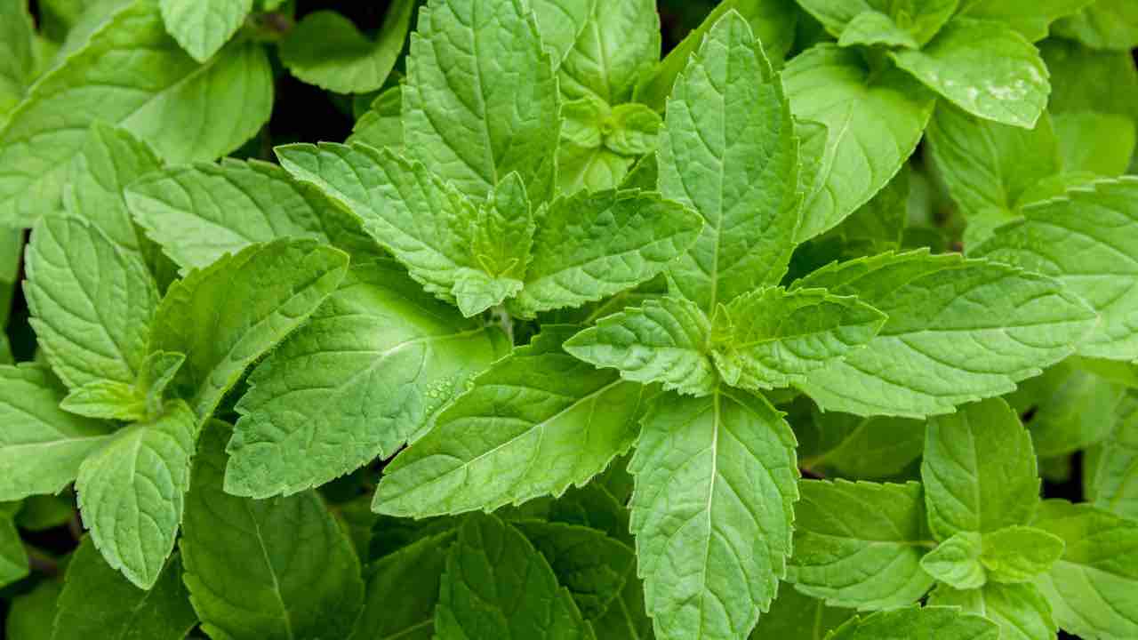 menta piperita per gastrite