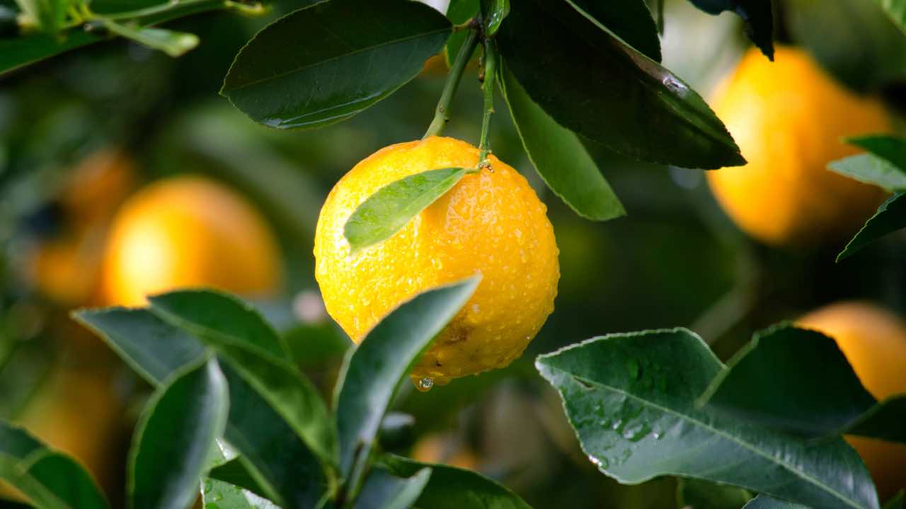 foglie di limoni