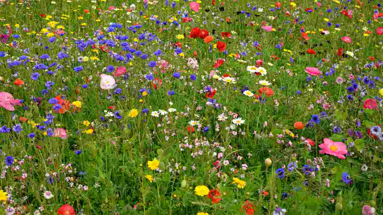 Fiori nel prato