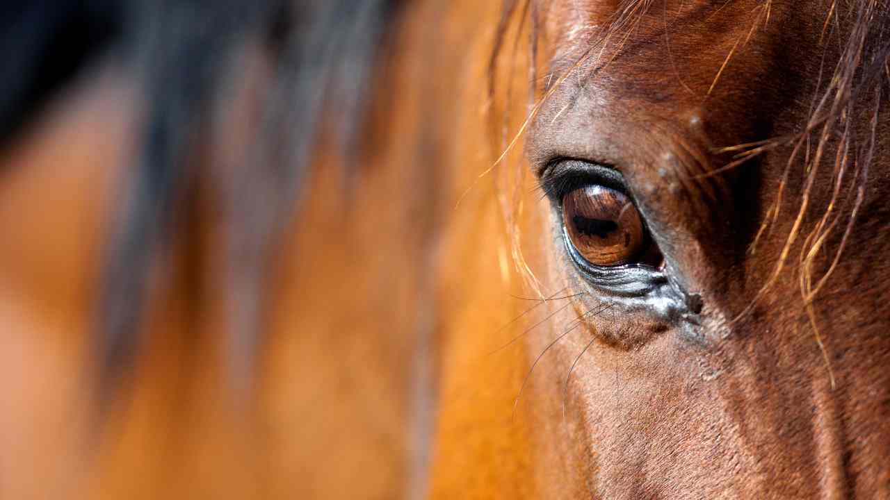 Occhio di cavallo