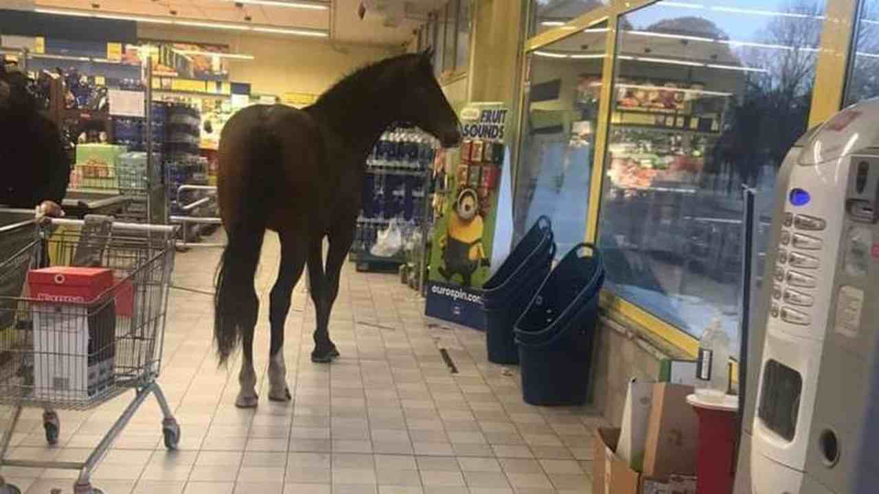 Un cavallo nel negozio