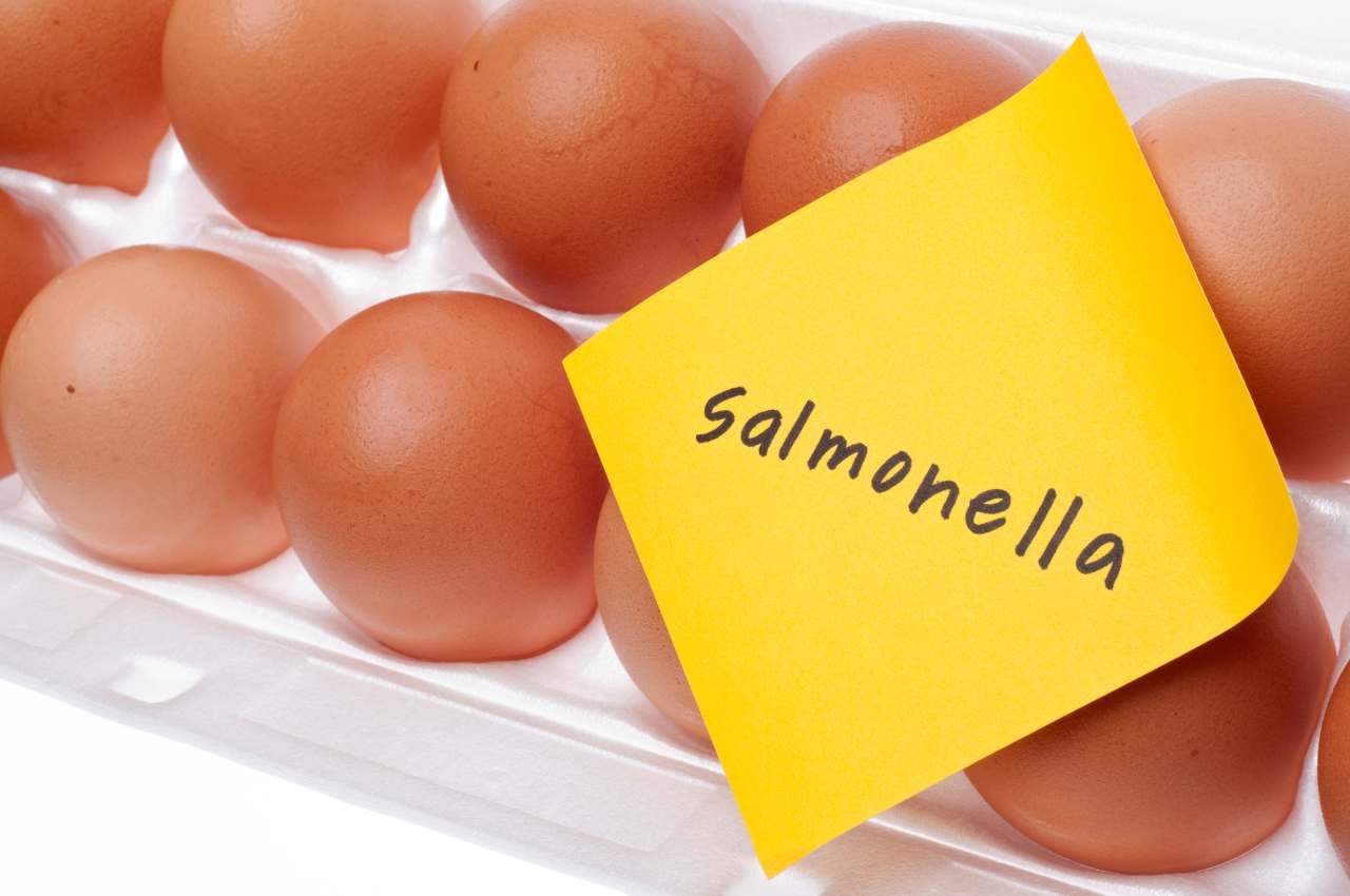 salmonella cibo