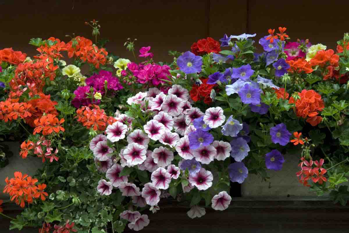 piante e fiori che resistono al caldo 