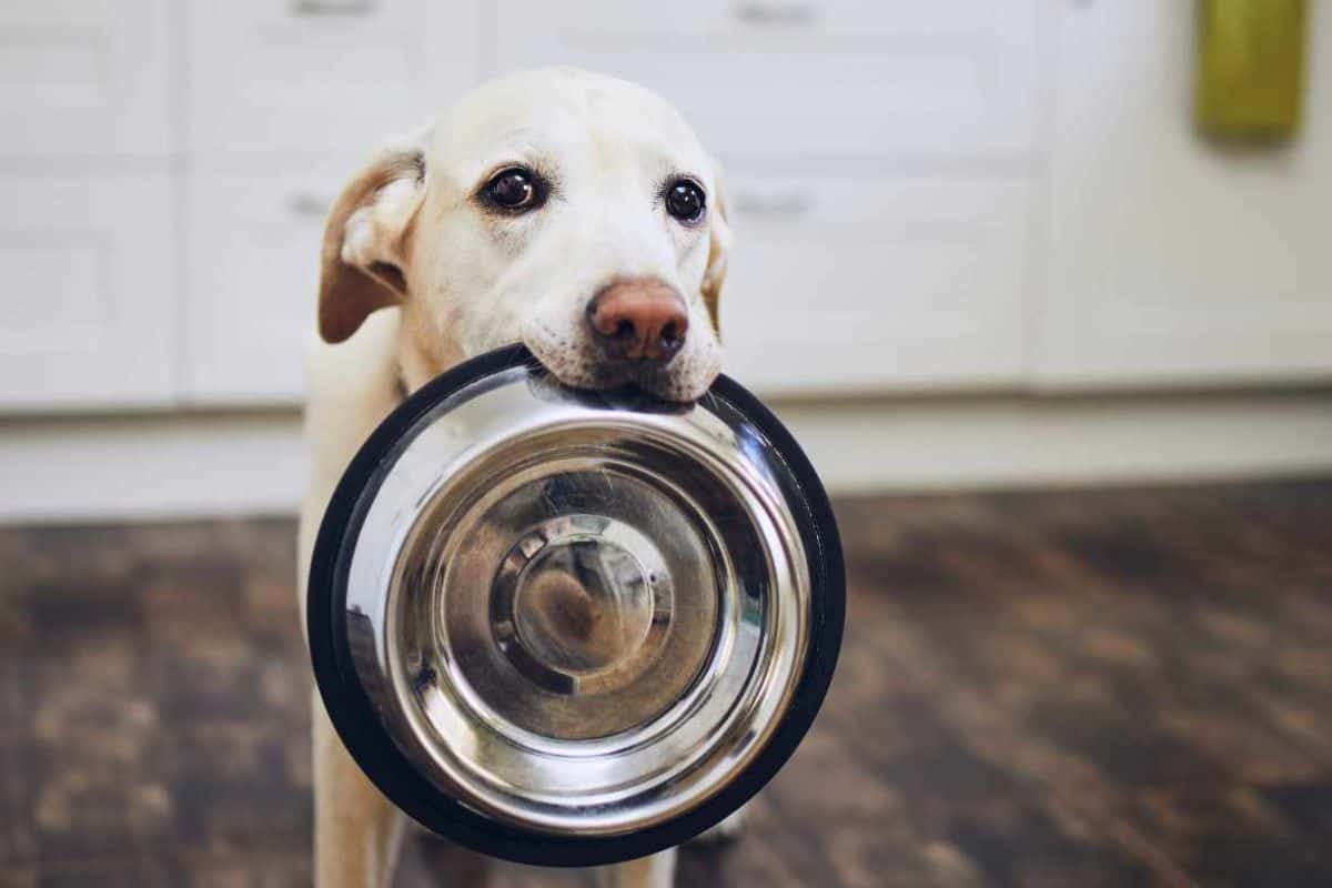 comportamenti del cane quando mangia