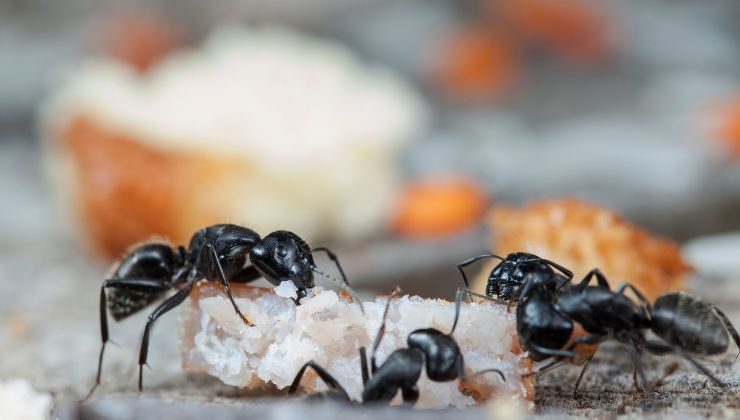 rimedi naturali contro formiche
