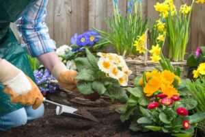mani di donna che coltiva piante e fiori nella terra